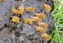 Touched by gold, in nature and life golden Dung Flies