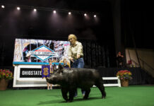 2023 Ohio State Fair Sale of Champions totals $547,500 a girl walks a pig on a stage