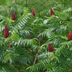 staghorn Sumac