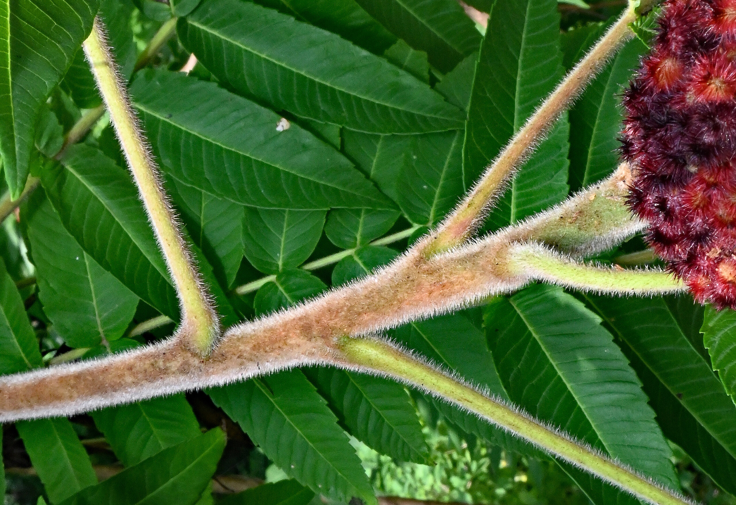 Outdoor Elements, Sumac - Poison or Not?