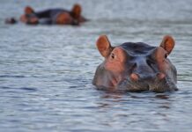 Hippo-sized risk hippos