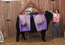 2023 Carroll County Fair sale Grand Champion Steer