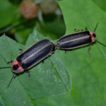 Mating fireflies