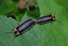 Nature’s night lights make summers special Mating fireflies