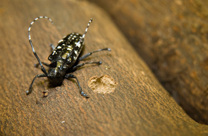 An Asian longhorned beetle