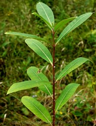 hempdogbane