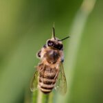 Penn State receives $3 million grant to address insect biodiversity crisis bee