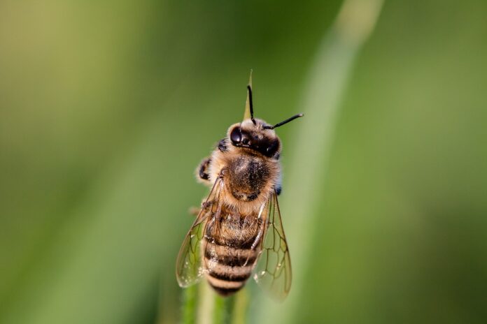 bee