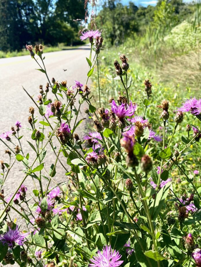 Knapweed