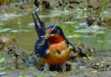 Barn swallows earn their keep barn swallow