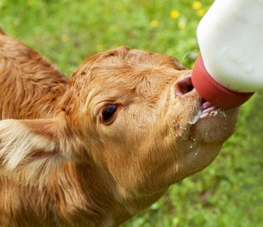 Building character — one
awful farm chore at a time calf with bottle