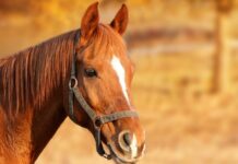 What’s that sound? Respiratory distress in horses horse
