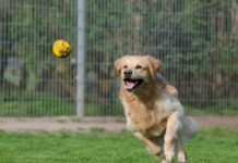 Seven therapy dogs placed at schools in West Virginia golden retriever