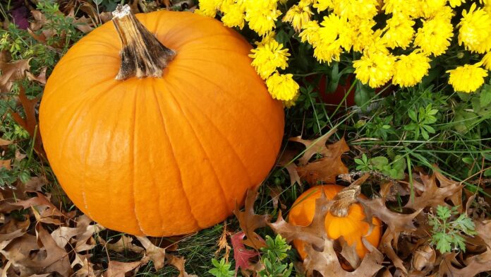 mums and pumpkin