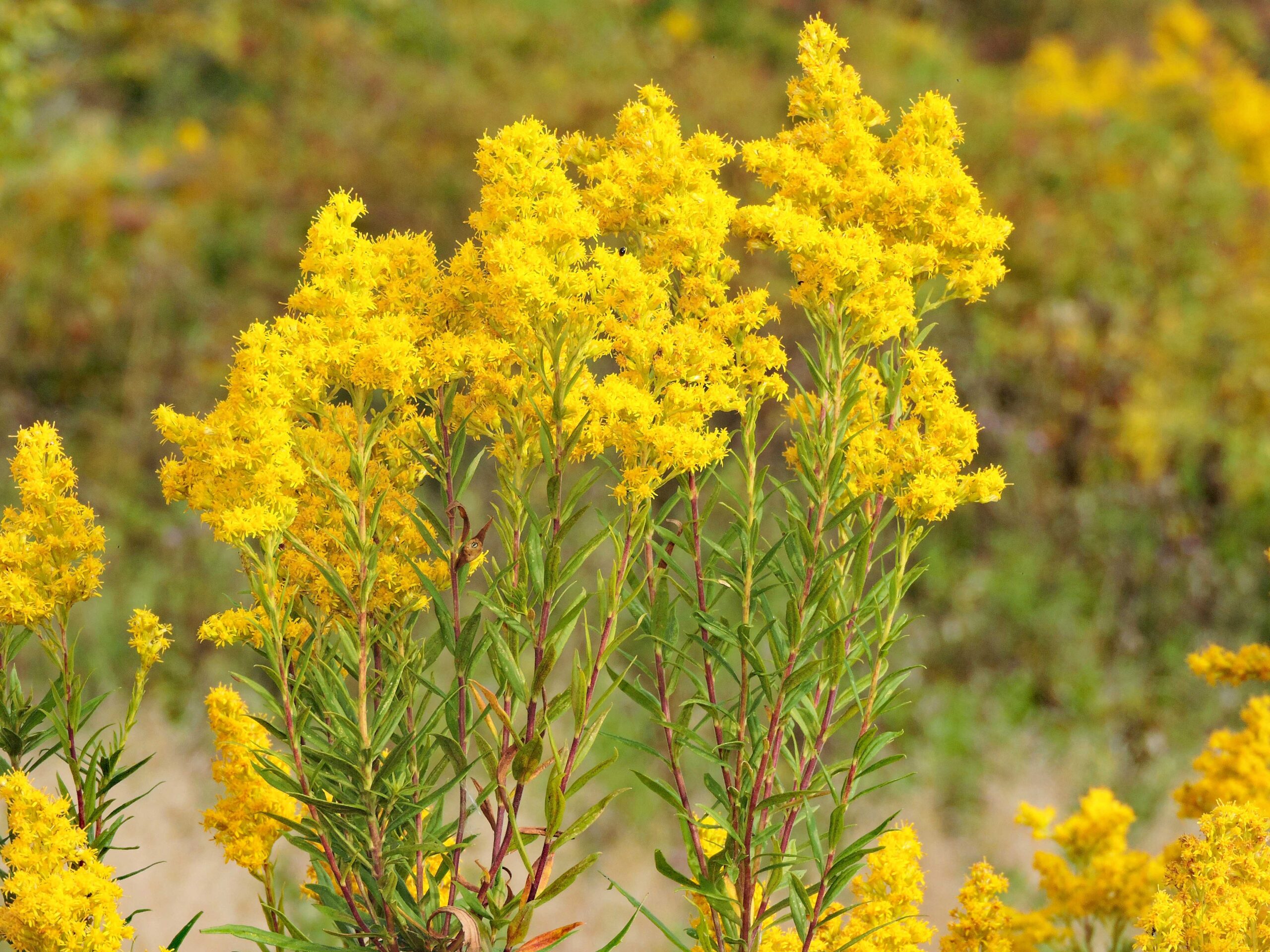 Canada Goldenrod