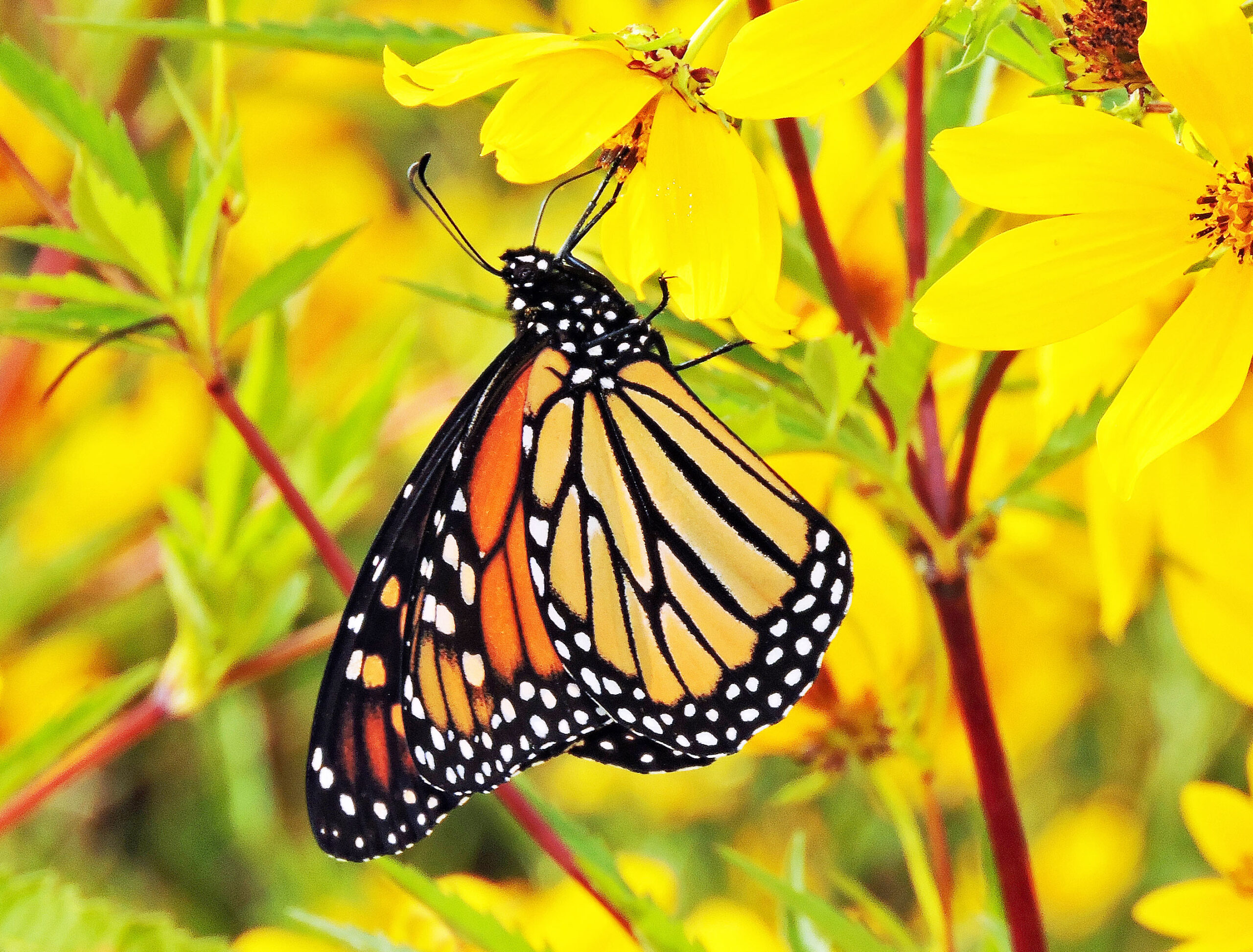 monarch on flower