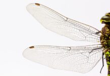 Penn State hosts Great Insect Fair dragonfly