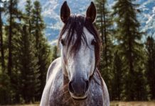 The legend of the Bloody Shoulder horse