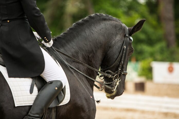 dressage horse