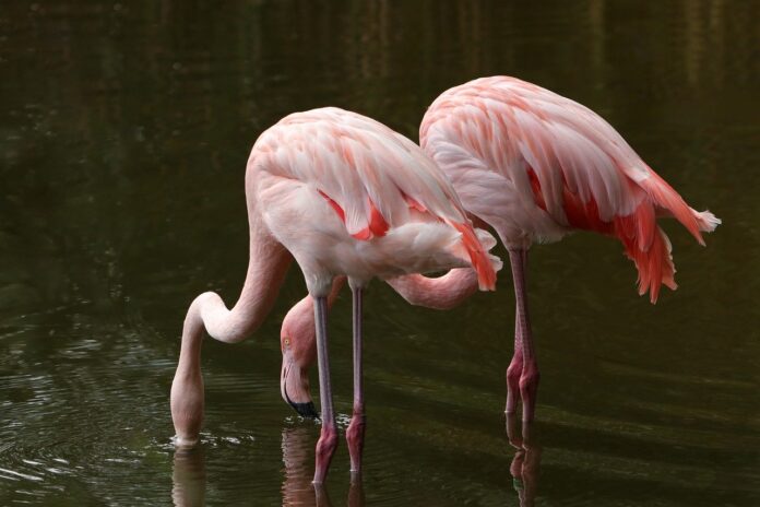 flamingos