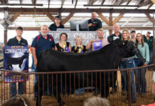 2023 Lorain County Fair sale Grand Lottery Steer