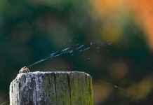 Up, up and away: Spiders take to the sky spider releasing gossamer