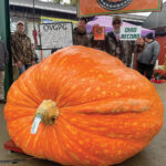 Parks Garden Center to host giant pumpkin growing class Feb. 3 giant pumpkin 2023