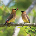 Wayne County photographer takes winning wildlife stamp photo cedar waxwings
