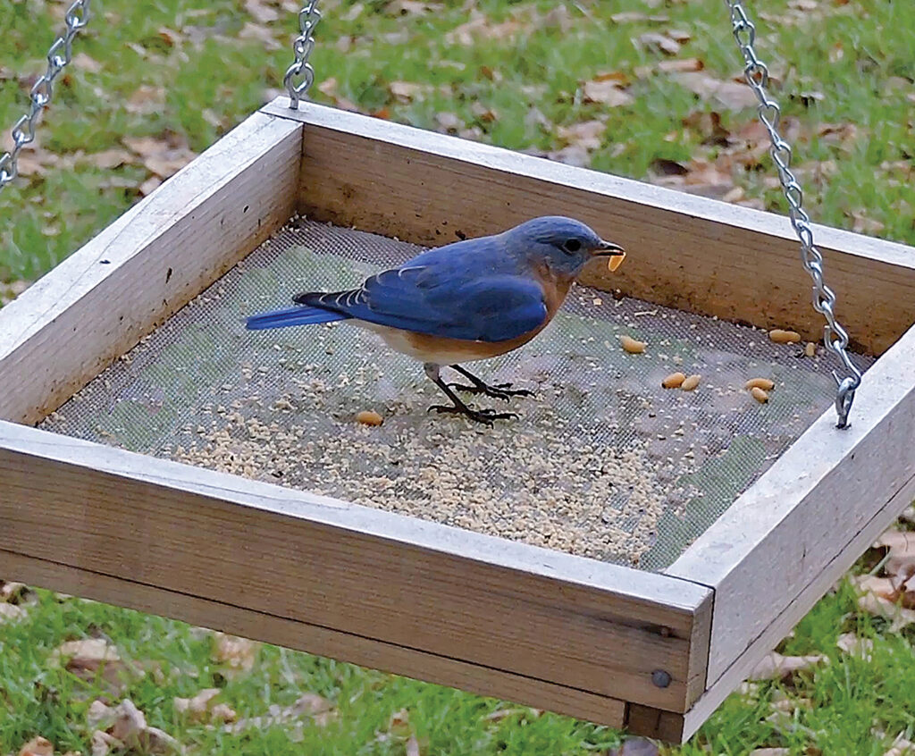 Bluebird eats weevils