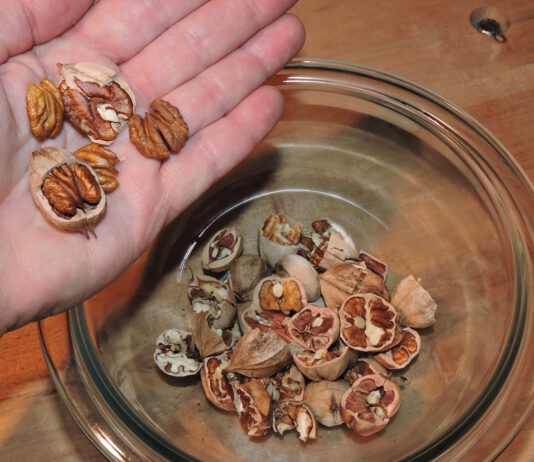 Mother Nature’s best-kept secret: Hickory nuts cracked nuts