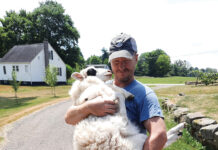 Are ewe pregnant or are you pregnant? Eric Keller and a sheep