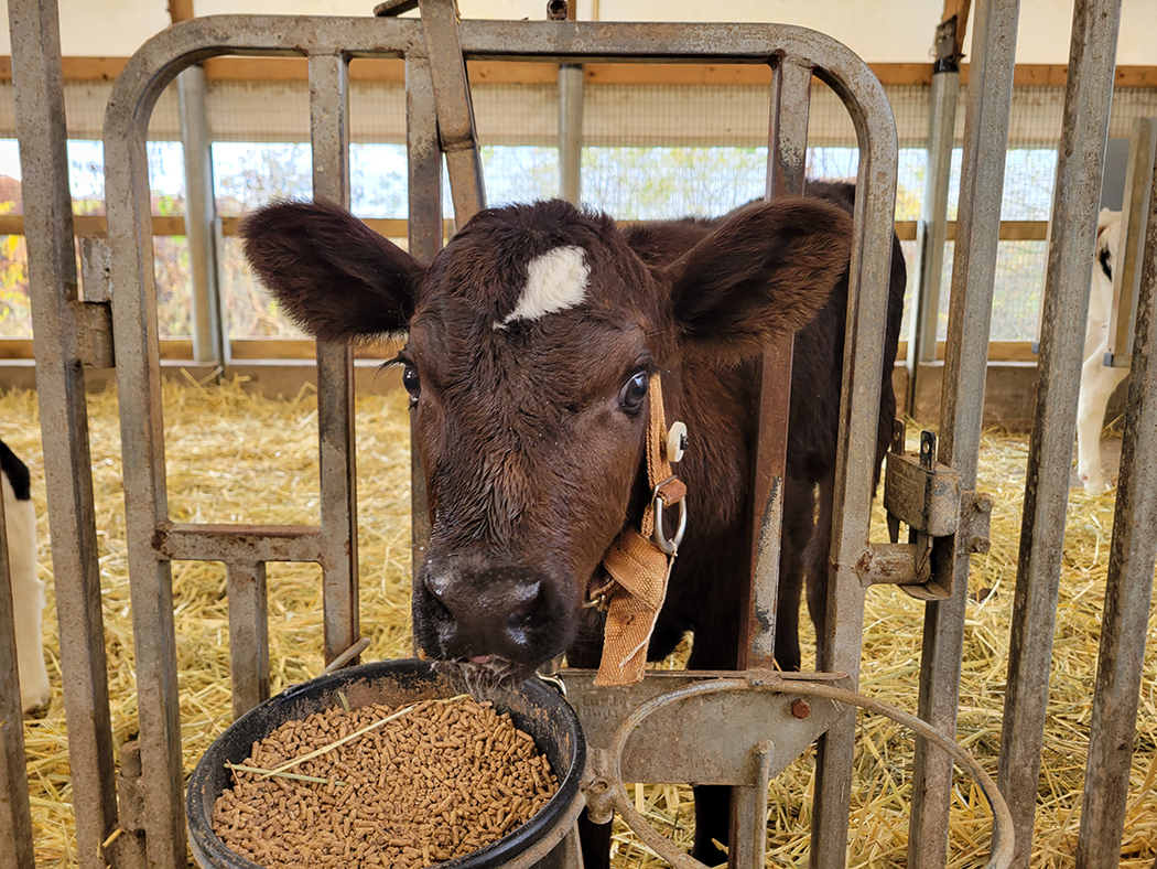 Farm Milking Equipment – Jim's Dairy Store