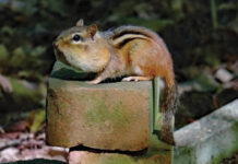 A curious case of the chip ‘mumps’