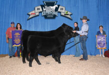 Locals win big at Angus KILE show Grand champion cow-calf pair
