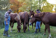 Ohio family raises rare Suffolk Punch draft horses