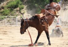 My one rodeo rodeo horse