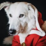 Holiday events at Stark Parks start Dec. 2 santa dog