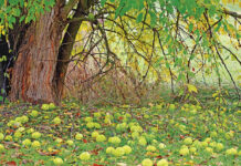 The bucket: A lesson on the Osage orange Osage orange bark