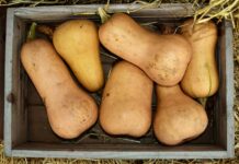 Grasshoppers and pumpkins butternut squash