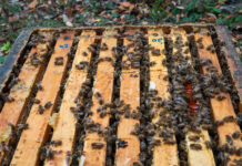 bees