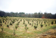 Forestry group to talk tree farms Pioneer Trails Tree Farm