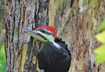 The pileated woodpecker: A gifted carpenter Pileated woodpecker