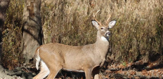 Harrison County deer processor pleads guilty to multiple wildlife violations deer