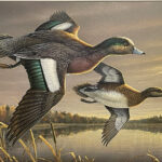 Enter the Ohio Wetlands Habitat Stamp competition stamp