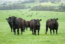 Advanced cattle nutrition course May 16 beef
