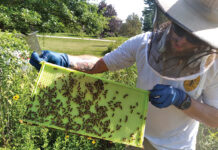 Free bees! Medina County Apiary Inspector Michael Mohn