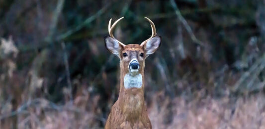 Game commission confirms EHD found in western Pennsylvania deer deer