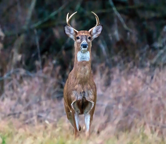 Game commission confirms EHD found in western Pennsylvania deer deer