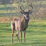 Poaching suspect indicted by Clinton County grand jury A buck in full rut with impressive antlers