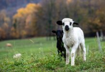 Finding grace in motherhood: Lessons from the prairie lambs